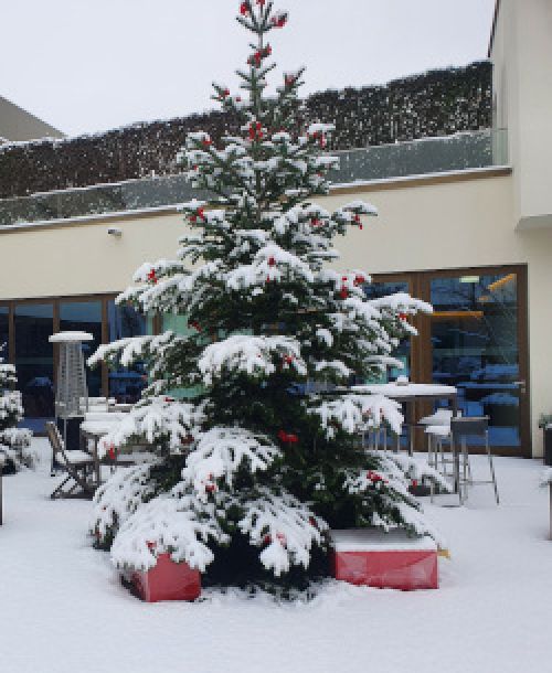 images/newsletter/2020/Weihnachtsbaum_2.jpg